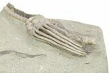 Fossil Crinoid (Macrocrinus) - Crawfordsville, Indiana #263075-2